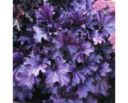 Okrasná rastlina Heuchera s listami