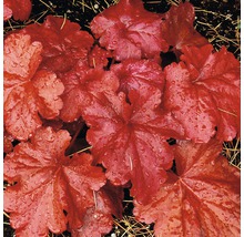 Detail rastliny Heuchera s listami