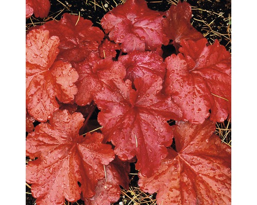Detail rastliny Heuchera s listami