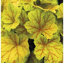 Detailný záber listov Heuchera