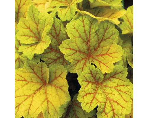 Detailný záber listov Heuchera