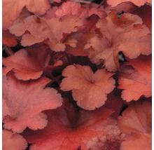 Detail listov rastliny Heuchera