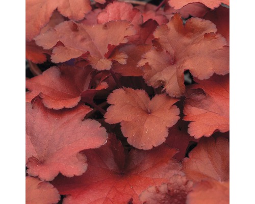 Detail listov rastliny Heuchera