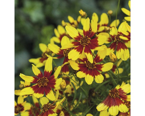 Skupina kvetov Coreopsis so žltými kvetnými lístkami a červenými stredmi