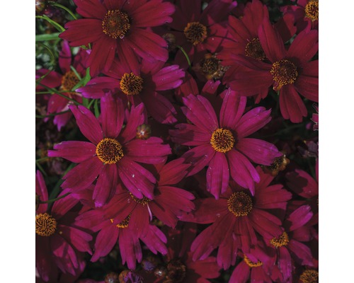 Detail purpurovočervených kvetov Coreopsis