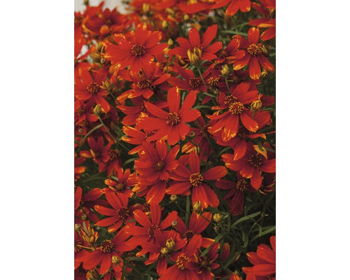 Detailný pohľad na kvety Coreopsis
