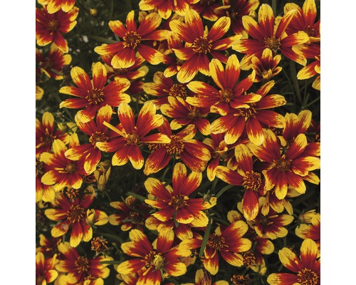 Detailný záber kvetov Coreopsis s červenými a žltými okvetnými lístkami