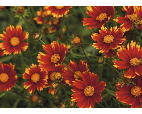Detailný záber kvetov Coreopsis v záhrade.