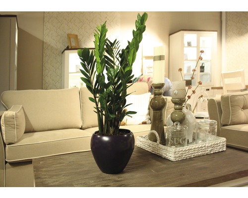 Rastlina zamiokulkas v kvetináči na stole v obývacej izbe.