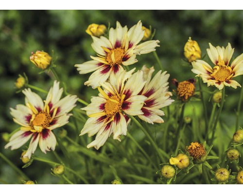 Krásnoočko veľkokveté Coreopsis grandiflora výška 30-40 cm kvetináč 5 l 1 ks, rôzne druhy