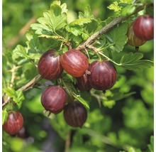 Egreš červený FloraSelf Ribes uva-crispa 'Hinnomäki' 40-60 cm kvetináč 3 l-thumb-0