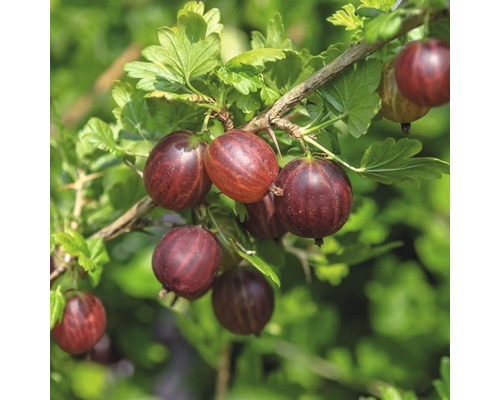 Egreš červený FloraSelf Ribes uva-crispa 'Hinnomäki' 40-60 cm kvetináč 3 l-0