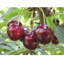 Čerešňa terasová obyčajná BIO samoopelivá FloraSelf Bio Prunus avium 'Sunburst' kmeň 40 cm celková výška cca 60-80 cm kvetináč 5 l-thumb-0