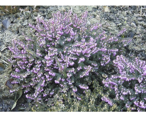 Vresovec darlejský FloraSelf Erica darleyensis Ø kvetináča 10/11 cm 1 ks, rôzne farby