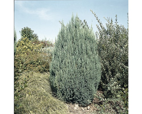 Rastlina borievky v záhrade