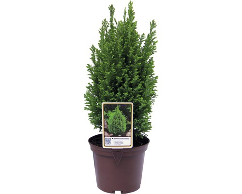 Cypruštek FloraSelf Chamaecyparis lawsoniana 'Ellwood's Gold' 20-30 cm kvetináč 2 l Cypruštek tupolistý ''Nana Gracilis'' v kvetináči