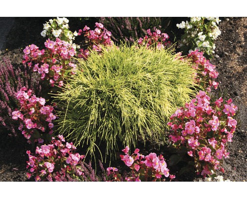 Scéna s okrasnými kríkmi a begóniami v záhradnom záhone