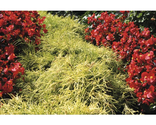 Žltý cyprus s červenými begóniami v záhrade