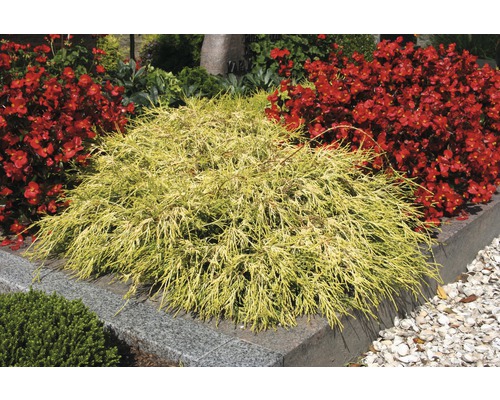 Žltá cyprušteková okrasná rastlina v záhrade