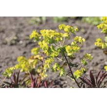Euphorbia so žltými kvetmi v záhrade