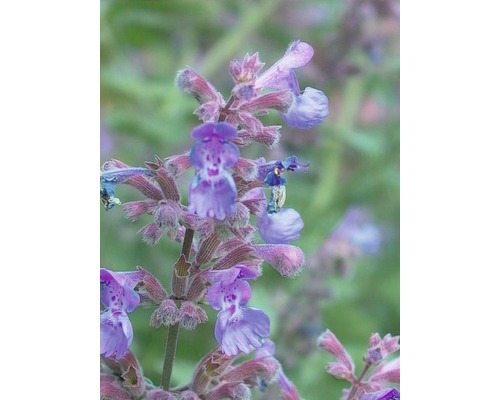 Kocúrnik obyčajný FloraSelf Nepeta x faassenii 'Walker's Low' 5-40 cm kvetináč 0,5 l Detail kvitnúcej rastliny kocúrnika obyčajného