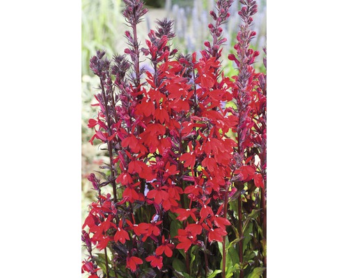 Lobélia šarlátová FloraSelf Lobelia cardinalis kvetináč Ø 9 cm