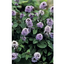 Detailný záber na mätu praslenovú s fialovými kvetmi