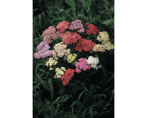 Rebríček červený FloraSelf Achillea millefolium 10-60 cm kvetináč 3 l