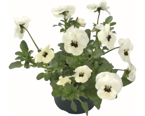 Fialka rohatá, sirôtka drobnokvetá Viola cornuta kvetináč Ø 9 cm 1 ks, rôzne druhy Kvetináč s bielymi sirôtkami