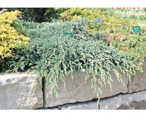 Jalovec šupinatý FloraSelf Juniperus squamata „Blue Carpet“ 20-30 cmkvetináč 2 l Plazivý borievka v záhradnom záhone