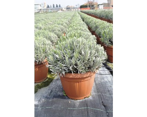 Levanduľa FloraSelf Lavendula výška 30-40 cm kvetináč Ø 30 cm