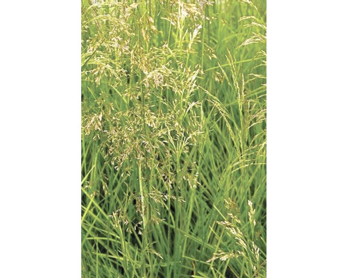 Tráva metlica trsnatá FloraSelf Deschampsia cespitosa 10-40 cm kvetináč Ø 14 cm