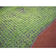 Pohľad na mladý trávnik vedľa okraja trávnika