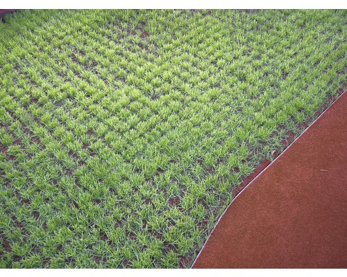 Pohľad na mladý trávnik vedľa okraja trávnika