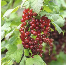 Ríbezle červené FloraSelf Ribes rubrum 'Jonkheer van Tetsu' 40-60 cm kvetináč 3 l-thumb-3