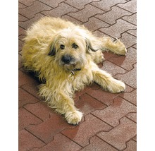 Pes leží na dlažobných kockách.