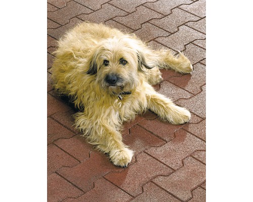 Pes leží na dlažobných kockách.