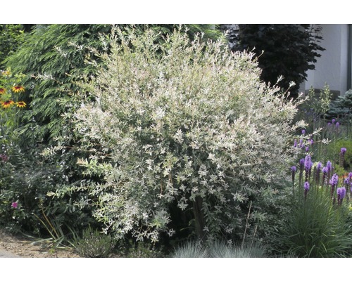 Vŕba FloraSelf Salix integra 'Hakuro Nishiki' 60-80 cm kvetináč 3 l