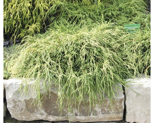 Cyprusovec hrachonosný ''Filifera Nana'' cyprištekový bonsaj v záhrade