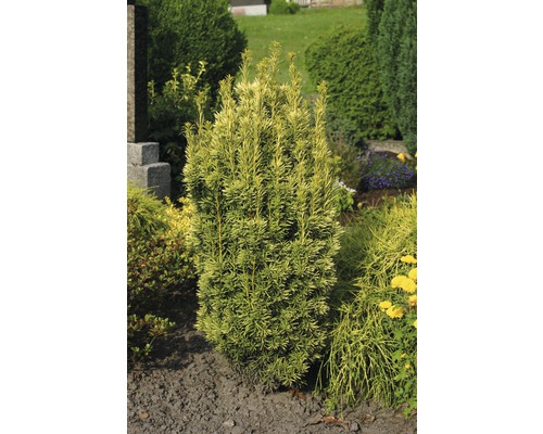 Tis červený FloraSelf Taxus baccata 'Fastigiata Aureomarginata' výška 30-40 cm kvetináč 3 l žltý stĺpovitý