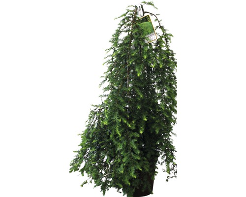 Jedľovec kanadský FloraSelf Tsuga canadensis výška 60-80 cm kvetináč 10 l