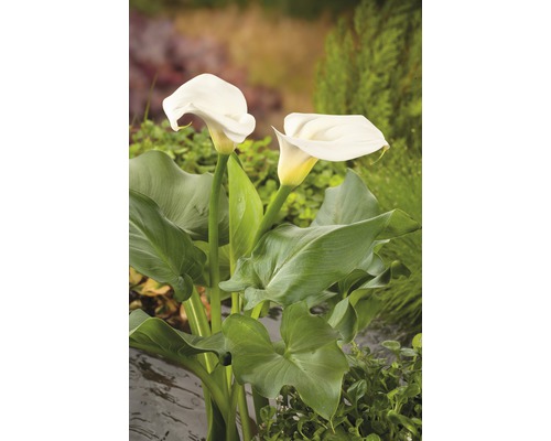 Kornútovka africká FloraSelf Zantedeschia Aethiopica výška 15-25 cm kvetináč 0,6 l