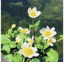 Záružlie močiarne FloraSelf Caltha palustris 'Alba' 10-40 cm kvetináč 0,6 l