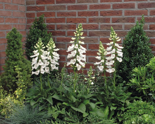 Náprstník červený FloraSelf Digitalis purpurea kvetináč 3 l 1 ks, rôzne druhy