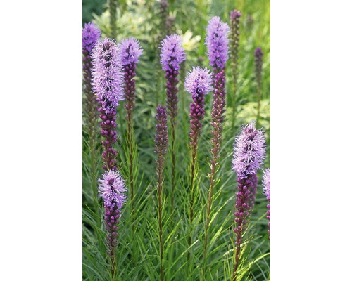 Šuškarda klasnatá FloraSelf Liatris spicata 10-40 cm kvetináč 3 l