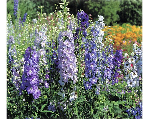 Pole kvetov stračiek v záhrade