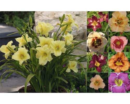 Ľaliovka FloraSelf Hemerocallis hybrid 10-40 cm kvetináč 3 l 1 ks, rôzne druhy