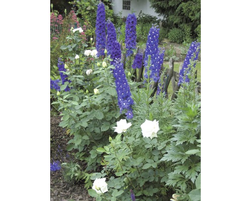 Stračonôžka FloraSelf Delphinium x hybrid 10-40 cm kvetináč 3 l 1 ks, rôzne odrody Kvetinový záhon s ostruhou a ružami v záhrade