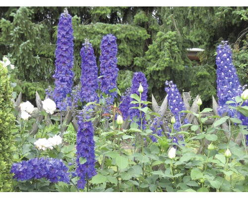 Kvitnúca stračonôžka v záhrade