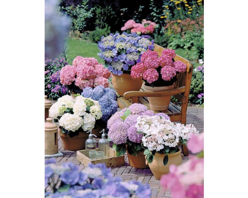 Rôzne hortenzie v kvetináčoch na terase.